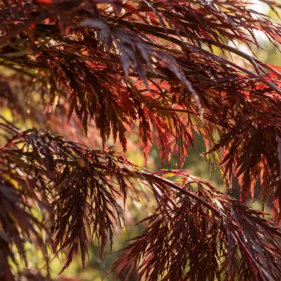 Érable du japon 'Diss. atropurpureum' (Acer palmatum) — gros plan sur feuillage fin rouge cuivré