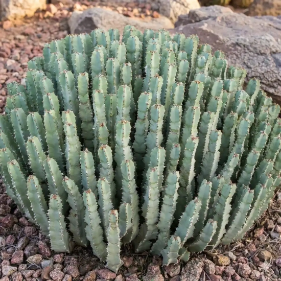 Euphorbe résinifère