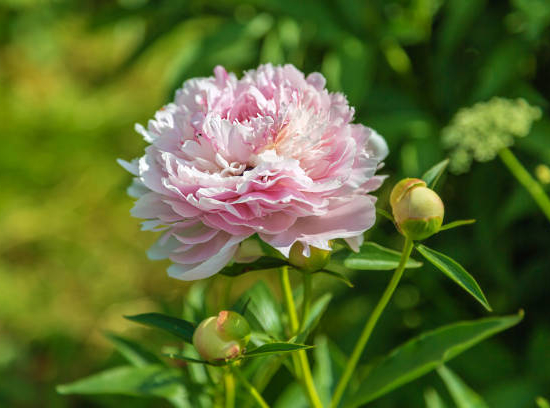 Pivoine 'Sarah bernhardt rose argente'