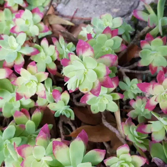 Sedum de palmer (Sedum palmeri) — photo 2