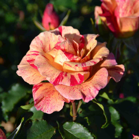 Rosier 'Edgar degas '