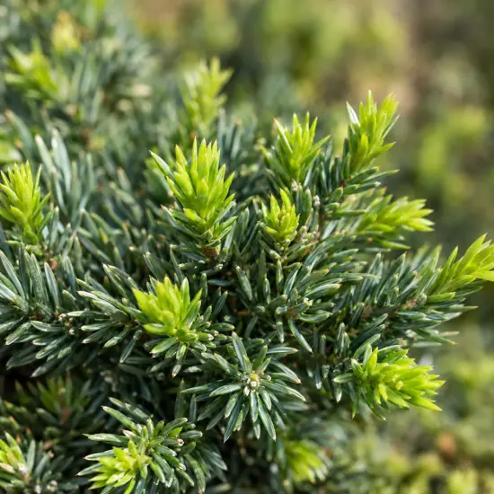 Genévrier 'Nana' (Juniperus procumbens) — gros plan de feuillage dense aux aiguilles fines