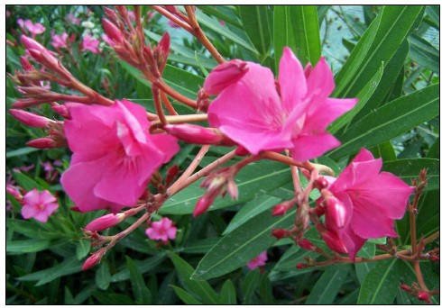 Laurier rose 'Professeur Granel'