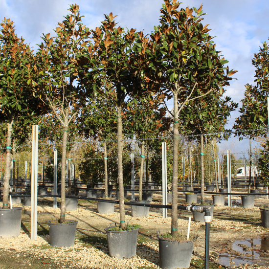 Magnolia de la galissonnière 'Galissoniere'