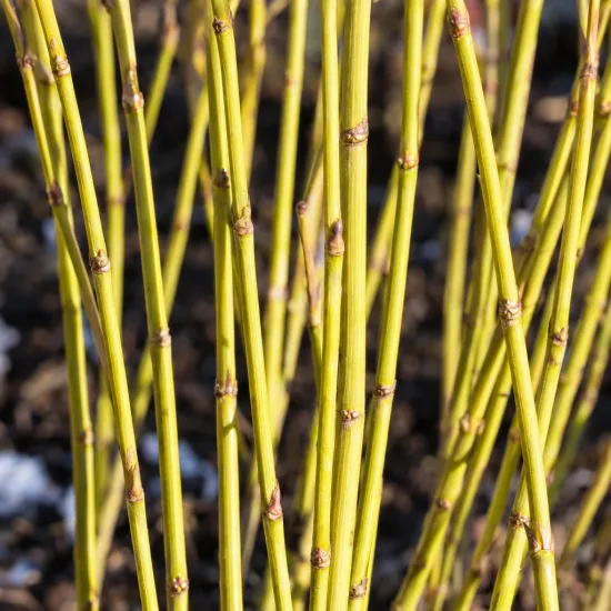Cornouiller à bois jaune 'White and gold' (Cornus stolonifera) — tiges droites jaune verdâtre en gros plan · Photo d'illustration