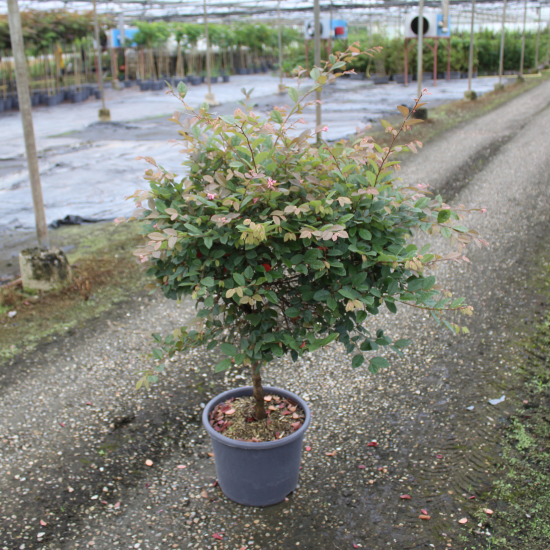 Loropétale de Chine  'Fire Dance'