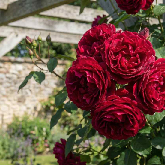 Rosier 'Le grand huit '