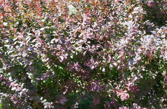 Épine-vinette 'Auricoma'