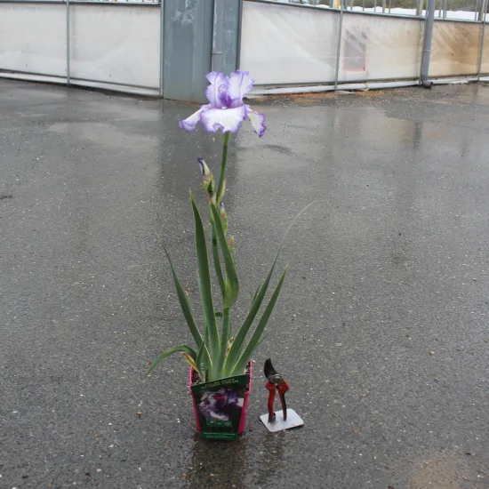 Iris d'allemagne 'Autumn circus bleu' — Pot 2,5L