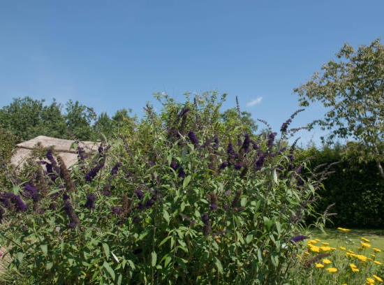 Arbre aux papillons 'minuit'