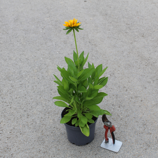 Rudbeckie 'Goldsturm'