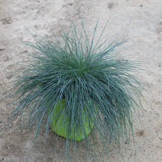 Fétuque bleue 'Intense blue' — Pot 4L