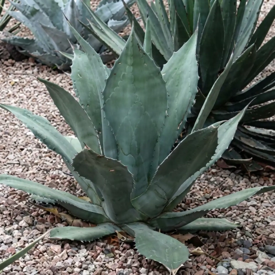 Agave  'Crassispina'