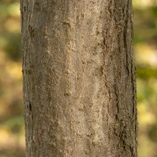 Noyer hybride 'Mj209 baccarat' (Juglans major) — gros plan d’écorce de tronc d’arbre