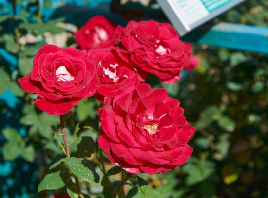 Rosier 'Mona lisa  '