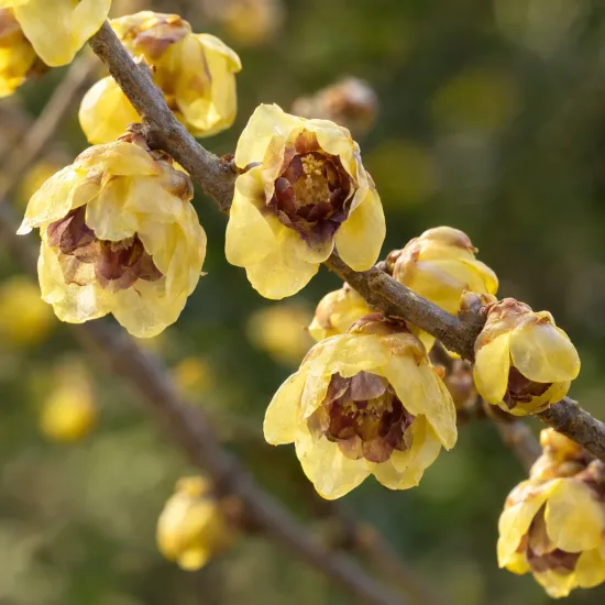 Chimonanthe précoce (Chimonanthus praecox) — gros plan sur petites fleurs jaunes cireuses