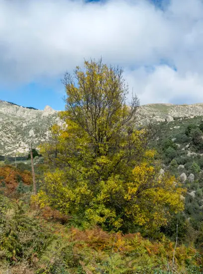 Frêne à feuilles étroites (Fraxinus angustifolia) — grand arbre isolé au feuillage jaunissant