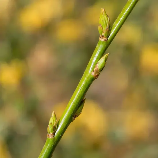 Corête du japon à fleurs doubles 'Pleniflora' (Kerria japonica) — gros plan sur tige verte et bourgeons