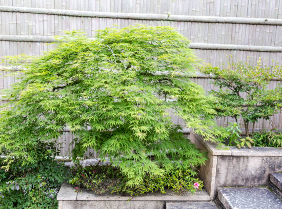 Érable du japon 'Dissectum seiryu vert'