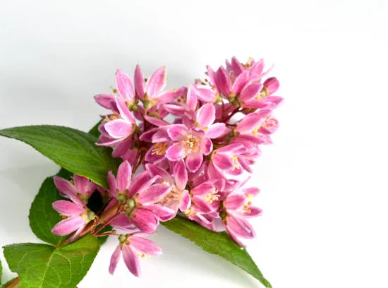 Deutzie 'Perle rose' (Deutzia) — grappes de petites fleurs roses et blanches