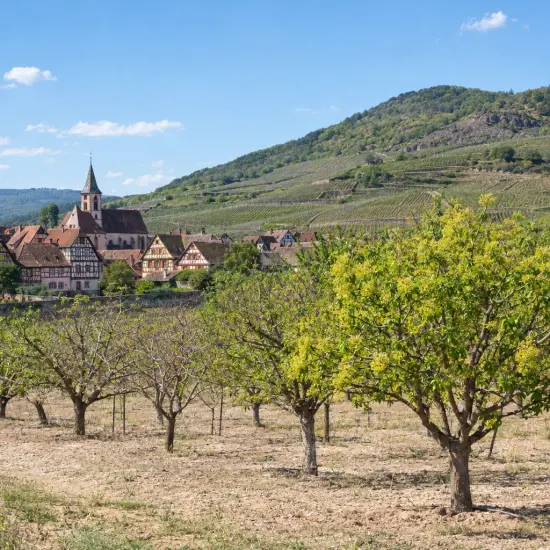Pistachier vrai 'Randy' (Pistacia vera) — verger d'arbres bas devant village alsacien