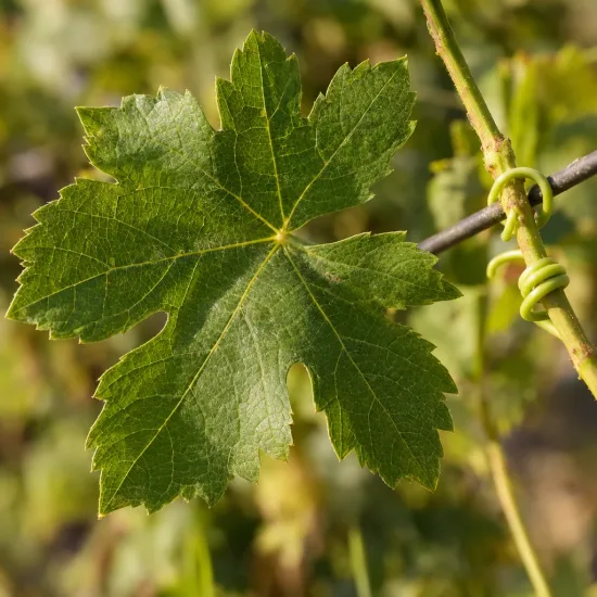 Cépage noir 'Pinot d'aunis' (Vitis vinifera) — gros plan sur une feuille lobée verte · Photo d'illustration