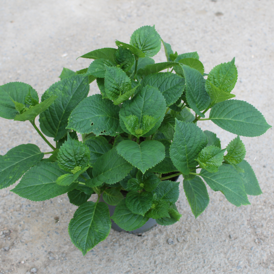 Hortensia 'Dolce gipsy rose'