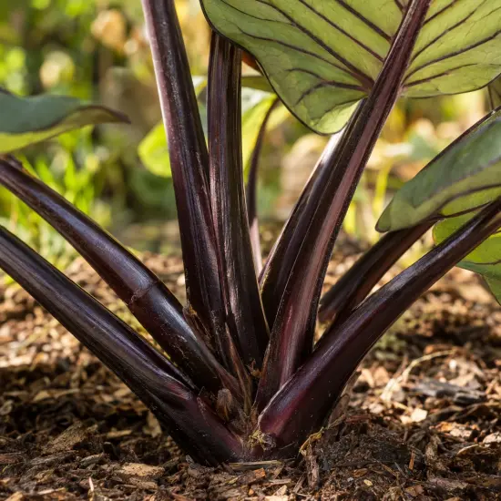 Oreille d'éléphant 'Pharaohs mask' (Colocasia esculenta) — tiges pourpres dressées sortant du sol de jardin