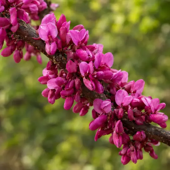 Gainier du canada 'Oklahoma' (Cercis canadensis) — gros plan sur grappe dense de fleurs roses