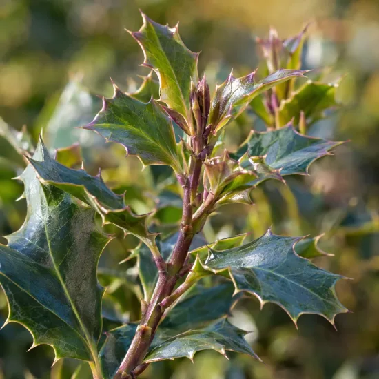 Houx arbustif femelle 'Blue princess' (Ilex × meserveae) — gros plan sur rameau aux feuilles épineuses · Photo d'illustration