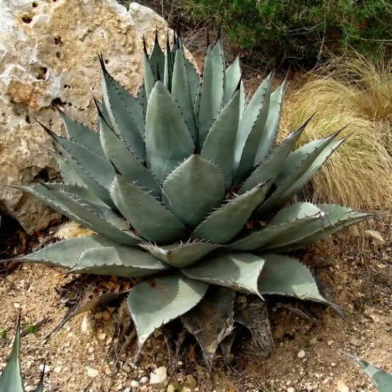Agave havardiana