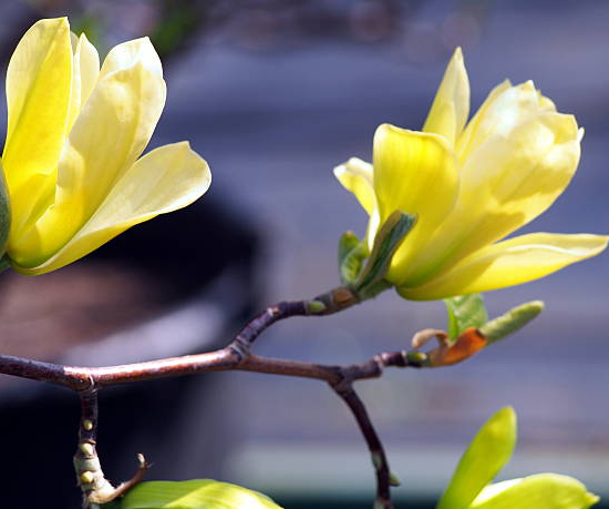 Magnolia 'Elizabeth'