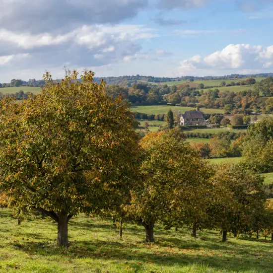 Châtaigner 'Marradi' (Castanea marron) — alignement d’arbres dans un paysage vallonné