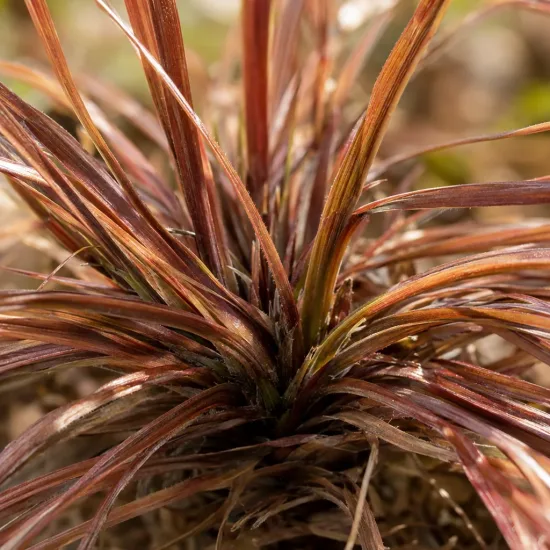 Laîche à flagelles 'Bronzita' (Carex flagellifera) — touffe dense de feuillage rubané brun cuivré · Photo d'illustration