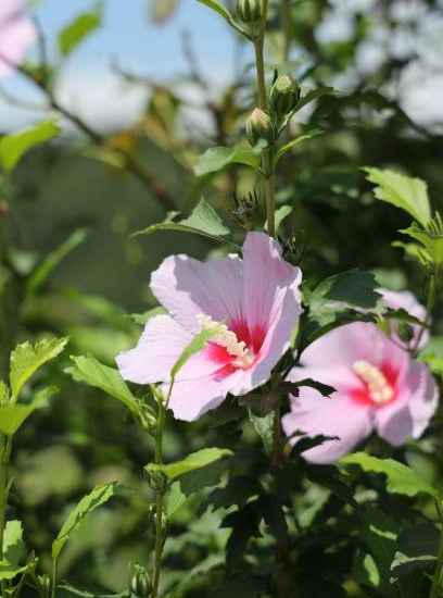 Althéa 'Hamabo rose tendre'