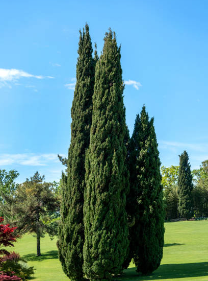Cyprès méditerranéen 'totem'