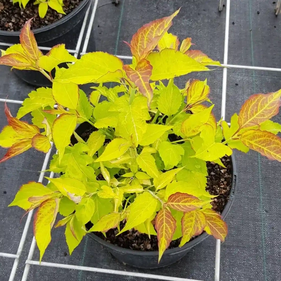 Arbre aux faisans 'Little lanterns'