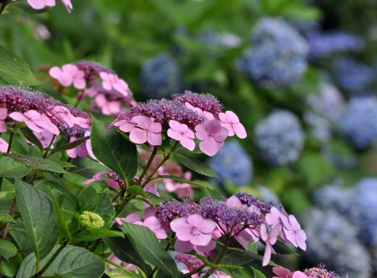 Hortensia 'Dolce gipsy rose'
