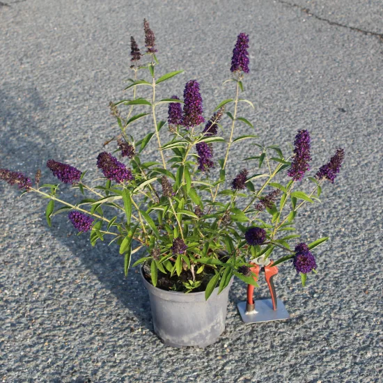 Arbre aux papillons Black Knight — Pot 3L