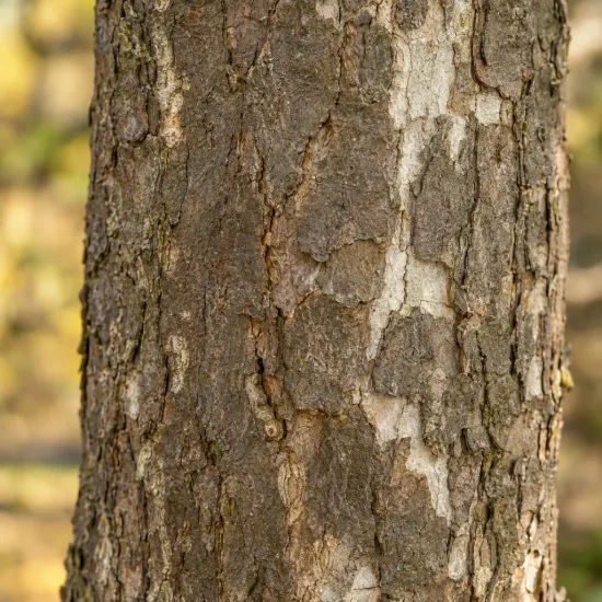 Érable sycomore 'Simon louis frères' (Acer pseudoplatanus) — tronc d’arbre en gros plan, écorce fissurée · Photo d'illustration