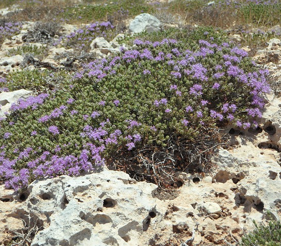 Thymus vulgaris