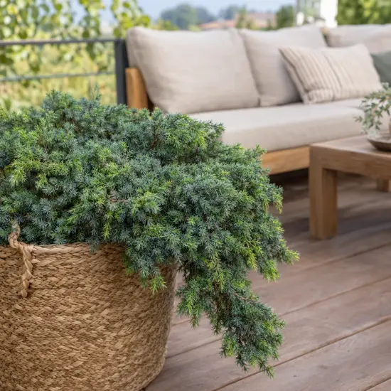 Genévrier 'Nana' (Juniperus procumbens) — arbuste bas au feuillage dense sur terrasse