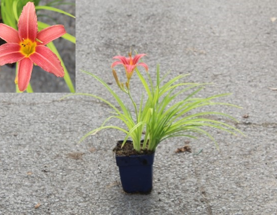 Hémérocalle 'Pink damask'