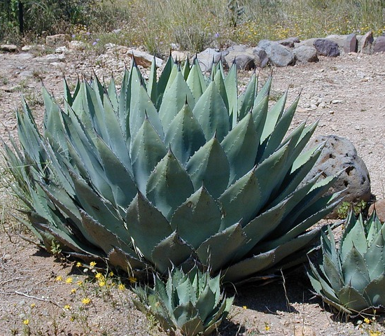 Agave Américaine