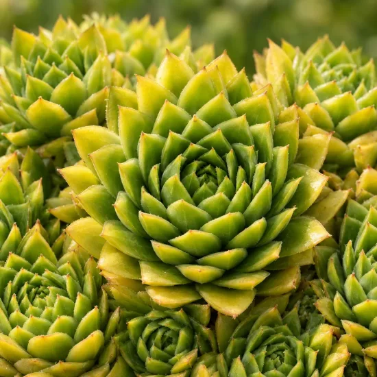 Joubarbe jaune tendre 'Leon yellow' (Sempervivum) — rosettes succulentes serrées vert jaune en gros plan · Photo d'illustration