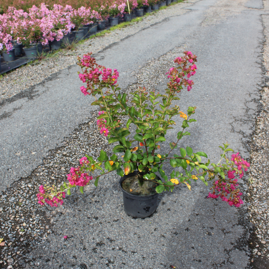 Lilas des indes 'Yang tse'