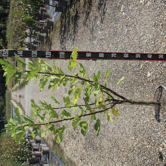 Figuier 'Rouge de bordeaux'