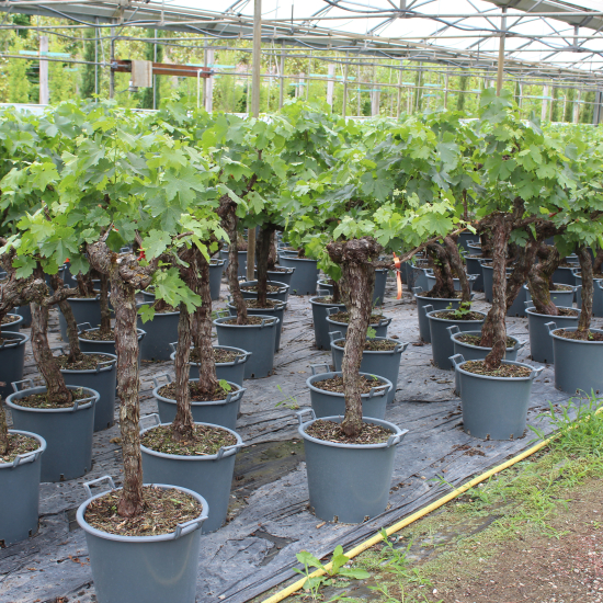 Vigne 'De table'