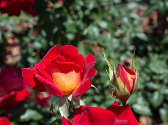 Rosier 'Ketchup mustard '