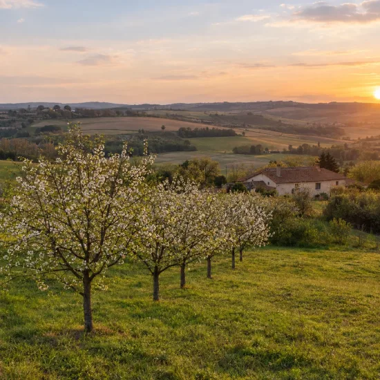 Prunier saint julien inrae 'St julien inrae' (Prunus domestica) — rangée d'arbres en fleurs au coucher du soleil · Photo d'illustration